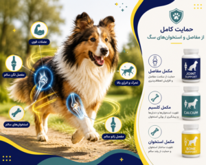 مزایای مکمل سگ