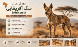نژاد سگ آفریقایی