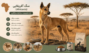 سازگاری سگ Africanis با محیط