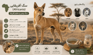 رنگ بندی سگ Africanis