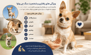 ویژگی های رفتاری چی واوا
