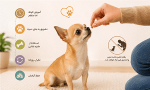 بهترین روش تربیت سگ چی واوا