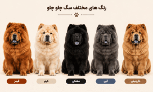 رنگ های سگ چاو چاو