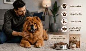 رفتار چاو چاو با صاحب خود
