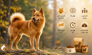 نژاد فینیش اسپیتز (Finnish Spitz)