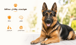 معرفی نژاد ژرمن شپرد (German Shepherd)