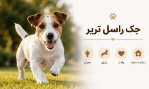 نژاد جک راسل