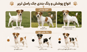 انواع پوشش و رنگ بندی جک راسل تریر