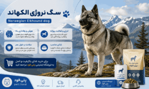 سگ نروژی الکهاند (Norwegian Elkhound)