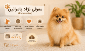 نژاد پامرانین