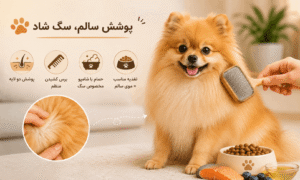 ویژگی های موی سگ پامرانین