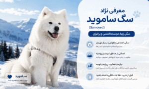 نژاد سگ ساموید (Samoyed)