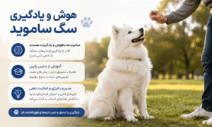 میزان هوش و یادگیری سگ ساموید
