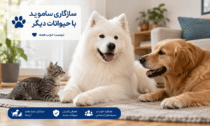 سازگاری ساموید با حیوانات دیگر