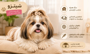 نژاد سگ شیتزو (Shih Tzu)