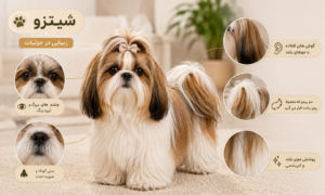 ویژگی های ظاهری سگ شیتزو