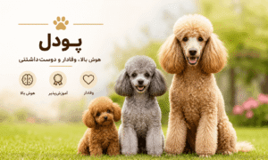 نژاد پودل