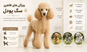 ویژگی های ظاهری سگ پودل