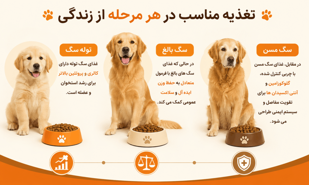 تفاوت غذای توله سگ، بالغ و مسن