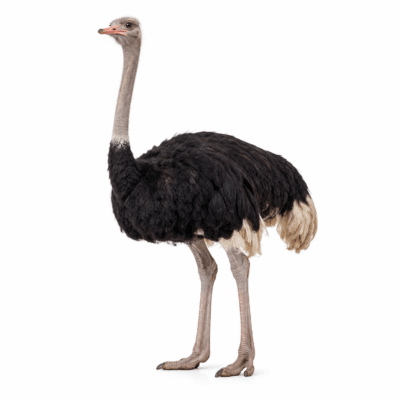 شترمرغ - Ostrich