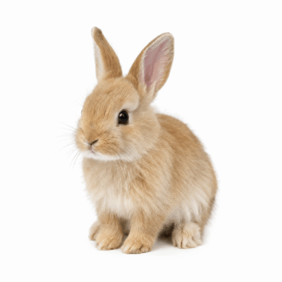 خرگوش - Rabbit