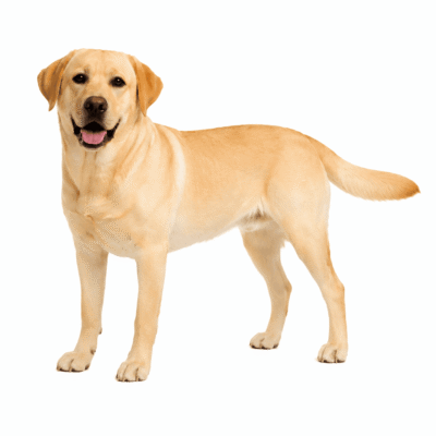 لابرادور رتریور – Labrador Retriever
